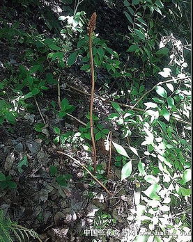 野生天麻 促銷活動