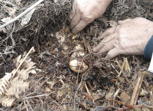 它被稱為天麻,野生1斤 200元 有人買,珍貴還值錢,別忽視