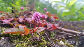 天麻兄弟 的天麻基地在哪里 規(guī)模有多大 記者帶您扒真相