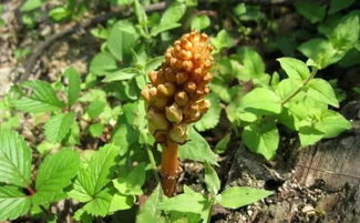 南漳這個村喜獲國字頭榮譽,竟因這個農產品