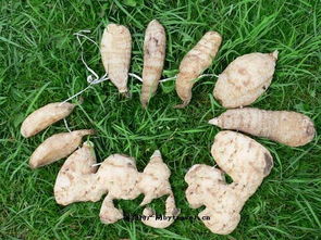 西藏自治區(qū)波密天麻 高原珍寶的藥用價(jià)值與獨(dú)特魅力