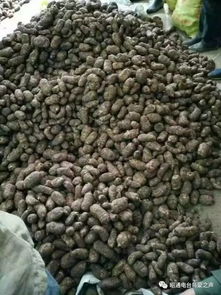 彝鄉寶藏 天麻之外，還有這些生態饋贈值得品味