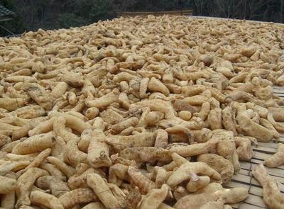 古代釀中珍品，天麻 無根無葉高兩米，曬干一斤三百元