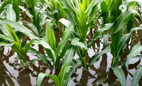 河南強(qiáng)降雨致上千公頃農(nóng)作物受災(zāi)，專家稱夏糧總體穩(wěn)定但蔬菜供應(yīng)面臨挑戰(zhàn)