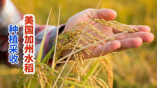 生態(tài)農(nóng)業(yè)的雙重奏 加州稻農(nóng)的濕地保育與水果種植的可持續(xù)智慧