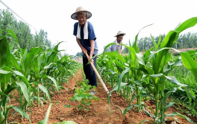 手工種植與機(jī)械種植的優(yōu)缺點(diǎn)對(duì)比分析